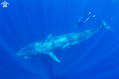 A Pygmy Blue Whale