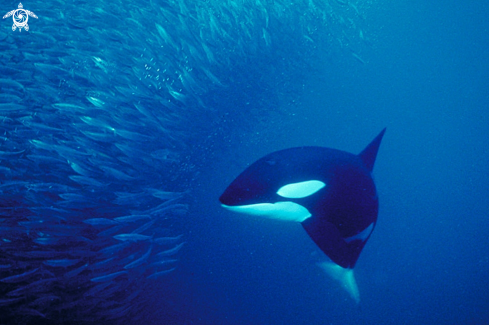 A Orca