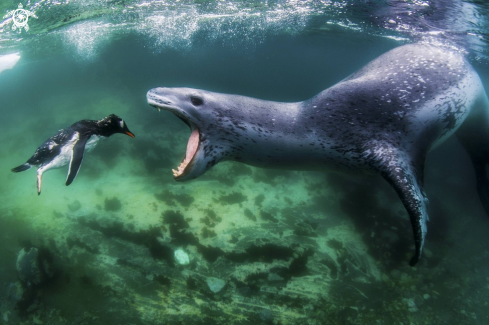 A Leopard Seal 