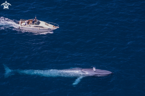 A Blue Whale