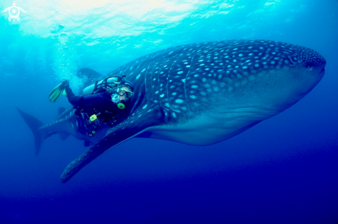 A Whale Shark