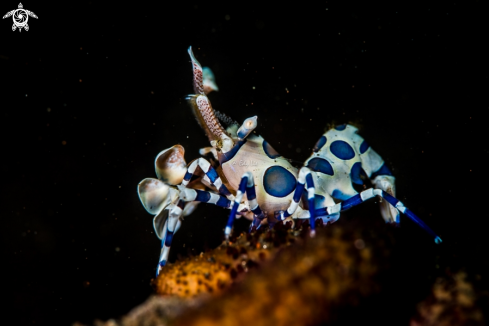 A Harlequen Shrimp