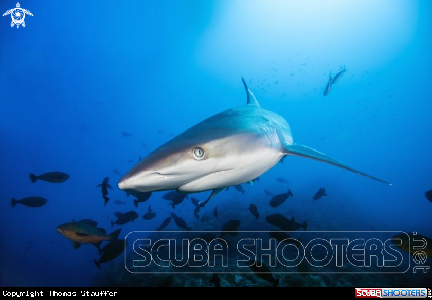 A silvertip shark 