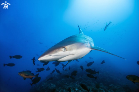 A silvertip shark 