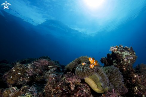 A Amphiprioninae sp | clownfish