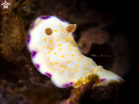 A Goniobranchus rufomaculatus | Nudibranch