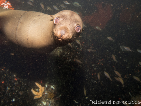 A Arctocephalus pusillus pusillas | South African Fur Seal