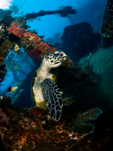 A Eretmochelys imbricata | Hawksbill Turtle