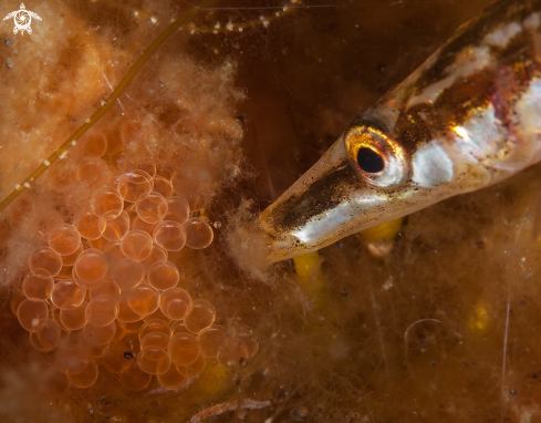 A Spinachia spinachia | Fifteen-spined stickleback