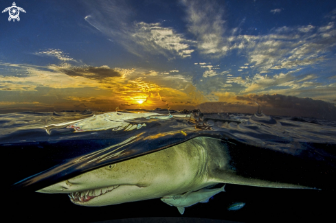 A underwater creature