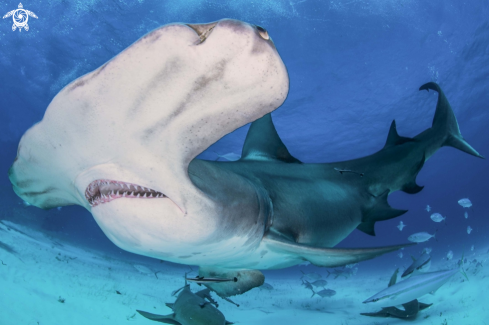 A Hammerhead Shark