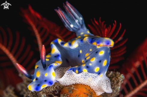 Nudibranch