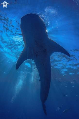 A underwater creature