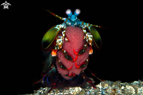 A Mantis shrimp