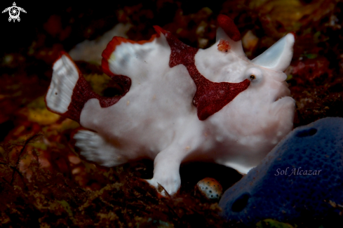 A baby frogfish