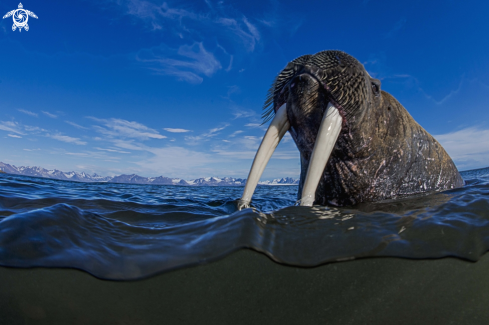 A underwater creature