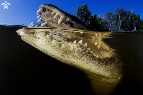 A underwater creature