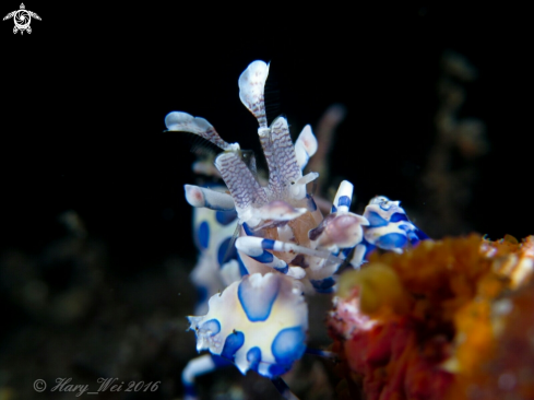 A Harlequin shrimp