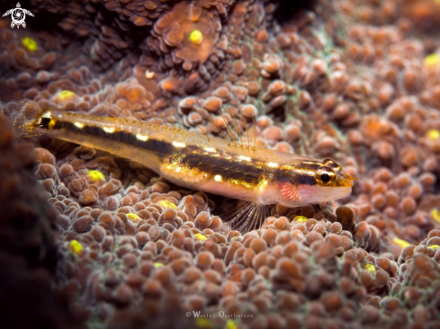 A Eviota sebreei | Sebree's dwarfgoby