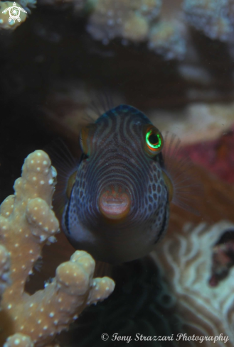 A Canthigaster valentini | Black-saddled toby