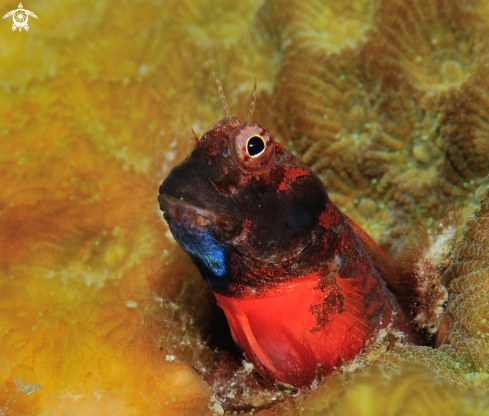 A Blenny 