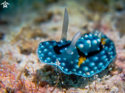 A Nudibranch