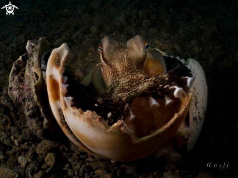 A Coconut Octopus