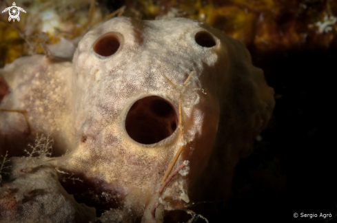 A Brown sponge