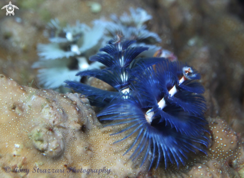 A Spirobranchus giganteus | Christmas Tree Worm