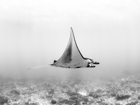 A Manta alfredi | Manta Ray