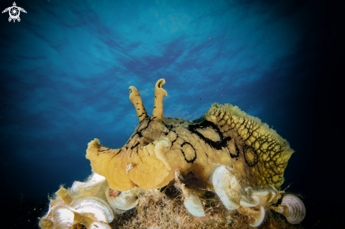 A Aplysia dactylomela |    Nudibranch