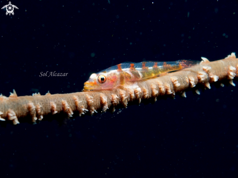 A whip coral goby