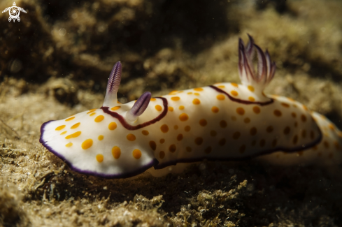 A Goniobranchus annulatus