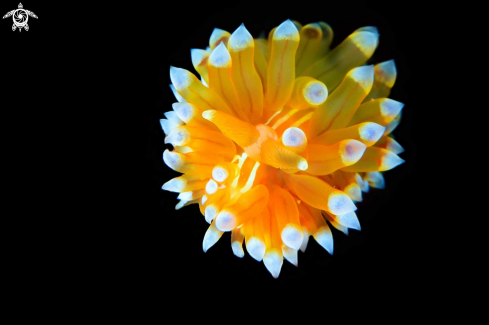 A nudibranch