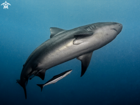 A Carcharhinus leucas | Bull Shark