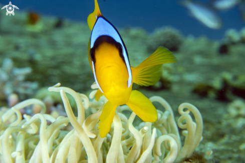 A Red Sea anemonfish