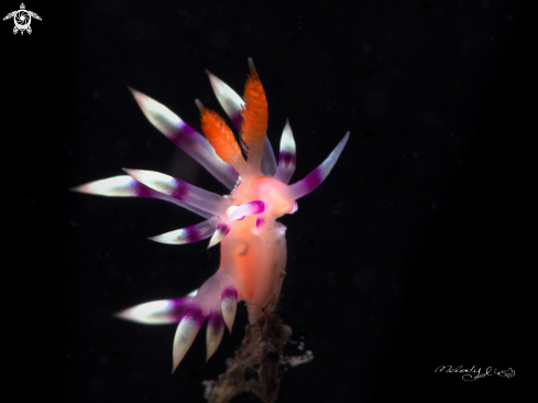 A Nudibranch