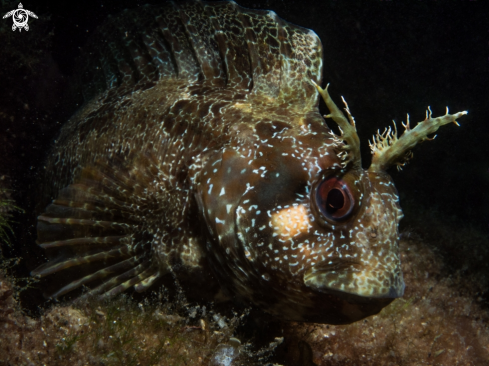 A Parablennius Gattorugine | Parablennius Gattorugine