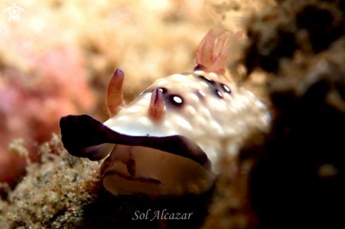 A  Goniobranchus hintuanensis | nudibranch