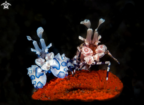 Arlequin shrimp