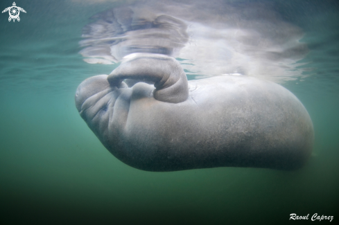 A Manatee