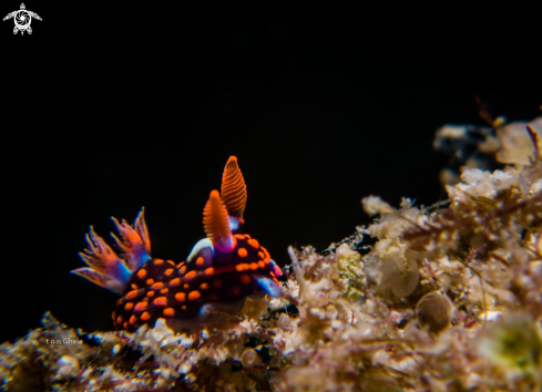 A Nembrotha sp. | Nudibranch