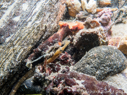 A Syngnathus temminckii | Pipe Fish