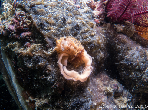 A Geitodoris capensis | Blotchy Dorid