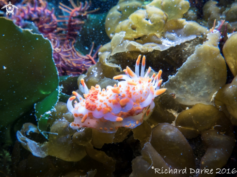 A Orange-clubbed Nudibranch