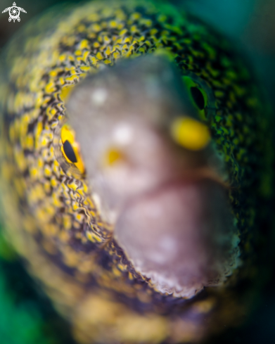 A Snowflake Eel