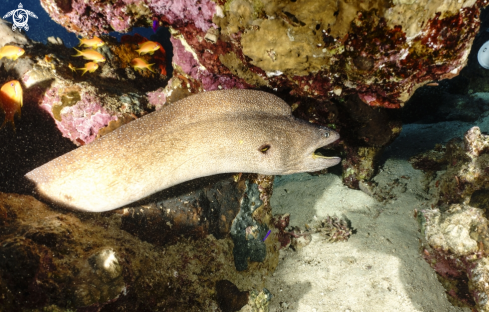 A Gymnothorax nudivomer