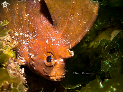 A Ablabys taenianotus | Cockatoo waspfish