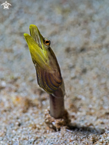 A Chaenopsis ocellata | Bluethroat Pikeblenny