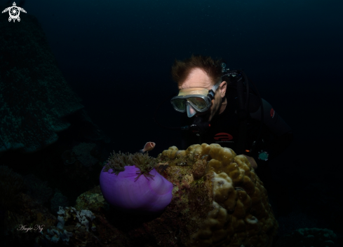 A Anemonefish